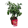 Kép 1/3 - citrus_volkameriana_