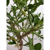 Kép 3/5 - finger_lime