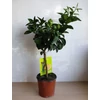 Kép 4/6 - grapefruit fa 2