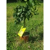 Kép 2/6 - grapefruit fa 2