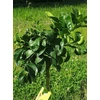 Kép 3/6 - grapefruit fa 2