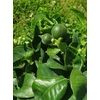 Kép 6/6 - grapefruit fa 2