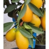 Kép 1/3 - Kumquat fortunella