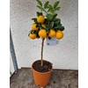 Kép 3/3 - Kumquat Obovata