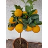 Kép 1/3 - Kumquat Obovata