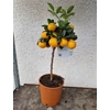 Kép 2/3 - Kumquat Obovata