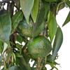 Kép 1/3 - meyer_piramis_
