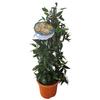 Kép 2/3 - Mandarinfa-Citrus Reticulata