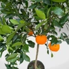 Kép 2/4 - Mandarinfa-Citrus Reticulata