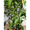 Kép 2/3 - Mandarinfa-Citrus Reticulata