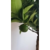 Kép 2/6 - Citrus limetta pursha