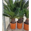 Kép 2/2 - Cycas revoluta