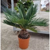 Kép 1/2 - Cycas revoluta