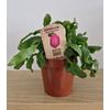 Kép 1/5 - Epiphyllum_Guatemalense_