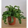 Kép 4/5 - Epiphyllum_Guatemalense_
