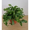 Kép 5/5 - Epiphyllum_Guatemalense_