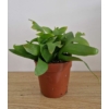 Kép 1/5 - Selenicereus chrysocardium - Páfránylevelú kaktusz