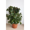 Kép 1/4 - Azálea (Rhododendron simsii)