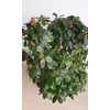 Kép 2/4 - Azálea (Rhododendron simsii)
