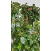 Kép 3/4 - Azálea (Rhododendron simsii)
