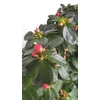 Kép 4/4 - Azálea (Rhododendron simsii)
