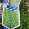 Kép 2/3 - Chamaecyparis_thyoides_Top_Point_Mocsari_alciprus