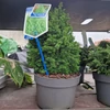 Kép 1/3 - Chamaecyparis thyoides Top Point - Mocsári álciprus