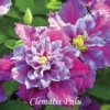 Kép 1/5 - Clematis ‘Piilu’ – nagyvirágú, korai virágzású kerti iszalag