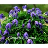 Kép 1/3 - Clematis Alpina - Iszalag