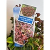 Kép 2/3 - Fürtöshanga, Leucothoe axillaris 'Curly red'