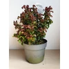 Kép 3/3 - Fürtöshanga, Leucothoe axillaris 'Curly red'