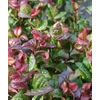 Kép 1/3 - Fürtöshanga, Leucothoe axillaris 'Curly red'