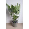 Kép 2/4 - Fatsia_Japonica_Spiders_web_