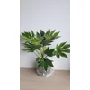 Kép 3/4 - Fatsia_Japonica_Spiders_web_