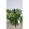 Kép 4/4 - Fatsia_Japonica_Spiders_web_