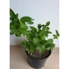 Kép 2/3 - Hydrangea paniculata 'Polar Bear' – Fehér, óriásvirágú hortenzia (díjnyertes)