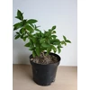 Kép 3/3 - Hydrangea paniculata 'Polar Bear' – Fehér, óriásvirágú hortenzia (díjnyertes)