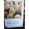 Kép 1/3 - Hydrangea paniculata 'Polar Bear' – Fehér, óriásvirágú hortenzia (díjnyertes)