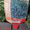 Kép 2/3 - Juniperus_squamata_Blue_Carpet_Kek_kuszo_boroka_