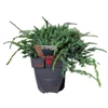Kép 1/3 - Juniperus_squamata_Blue_Carpet_Kek_kuszo_boroka_