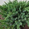 Kép 3/3 - Juniperus_squamata_Blue_Carpet_Kek_kuszo_boroka_