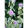 Kép 1/6 - Kerti mályvacserje - hibiscus syriacus variegata