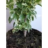 Kép 5/6 - Kerti mályvacserje - hibiscus syriacus variegata