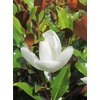 Kép 1/2 - Magnolia Grandiflora Little Gem - Örökzöld magnólia