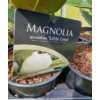 Kép 2/2 - Magnólia Grandiflora little gem