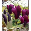 Kép 1/2 - Magnolia liliflora Nigra / Bíborvörös liliomfa,