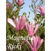 Kép 1/2 - Magnolia Ricki