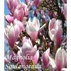 Kép 1/2 - Magnolia Soulangeana