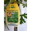 Kép 4/4 - Pelargonium  Lemon Tree - Citrom illatú muskátlifa 