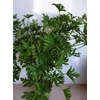 Kép 2/4 - Pelargonium  Lemon Tree - Citrom illatú muskátlifa 